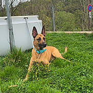 Sky participe au concours pour gagner de l'argent avec cette photo : dog, grass, outdoor, greenery, tree, collar, animal, nature, plant, pet, canine, resting, field, sky, daytime, fence, shrub, brown_dog, alert, landscape