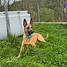 dog, grass, outdoor, greenery, tree, collar, animal, nature, plant, pet, canine, resting, field, sky, daytime, fence, shrub, brown_dog, alert, landscape