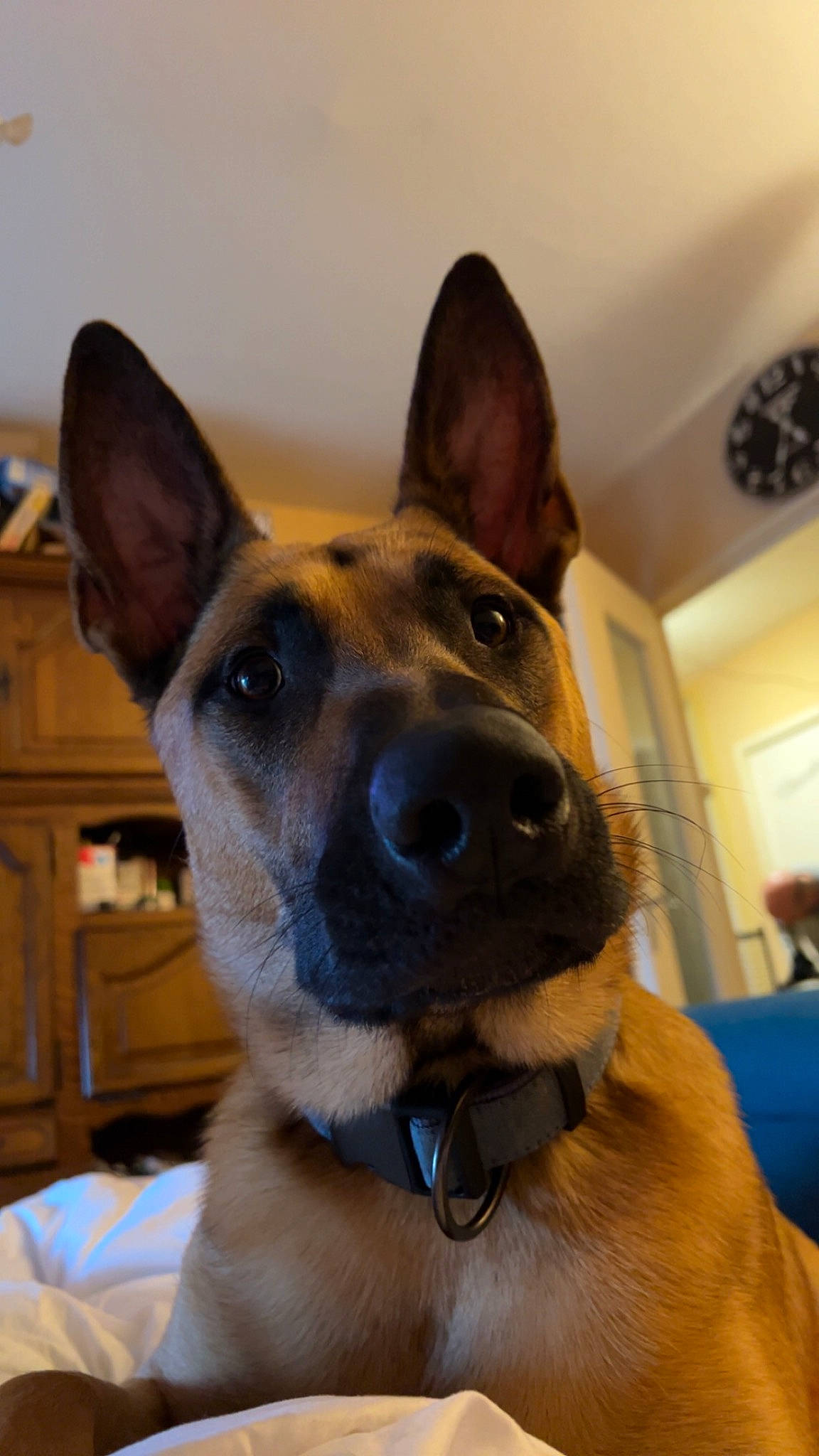 Sky a rejoint le concours — aidez-le/la à gagner de superbes lots ! canidae, carnivore, collar, companion_dog, dog, dog_breed, dog_collar, dog_supply, ear, fawn, fur, german_shepherd_dog, guard_dog, herding_dog, jaw, snout, sporting_group, whiskers, working_animal, working_dog