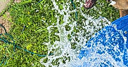 Sky participe au concours pour gagner de l'argent avec cette photo : animal, backyard, canine, dog, face, grass, green, herbal, herbs, nature, outdoors, pet, plant, pool, pottedplant, summer, tree, vegetation, water, yard