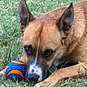 dog, grass, ball, outdoor, pet, canine, brown_fur, white_markings, closeup, ears, lying_down, toy, play, nature, animal, summer, daylight, snout, paws, relaxed