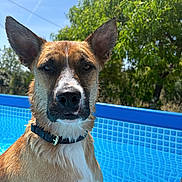 Ace a rejoint le concours — aidez-le/la à gagner de superbes lots ! dog, wet, pool, blue, outdoor, summer, sunny, water, canine, ears, collar, pet, nature, greenery, trees, sky, animal, portrait, daytime, relaxing