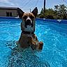 Ace a rejoint le concours — aidez-le/la à gagner de superbes lots ! dog, pool, water, outdoor, sunny, blue_sky, pet, animal, summer, backyard, playful, wet, collar, swimming, recreation, nature, daytime, fur, ears, bubbles