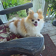 Feefe joined the competition — help win amazing prizes! car, close_up, cushion, dog, fern, floral_cushion, fluffy_fur, garden, grass, happy, outdoor, pet, pomeranian, porch, potted_plant, rocking_chair, sitting, small_dog, tongue_out, wooden_porch