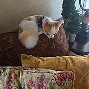 Fee Fe joined the competition — help win amazing prizes! animal, bandana, brown, couch, cozy, decorative_plant, dog, fluffy, furniture, home_decor, indoor, patterned, pet, pillow, quiet, relaxed, resting, small_dog, textile, white