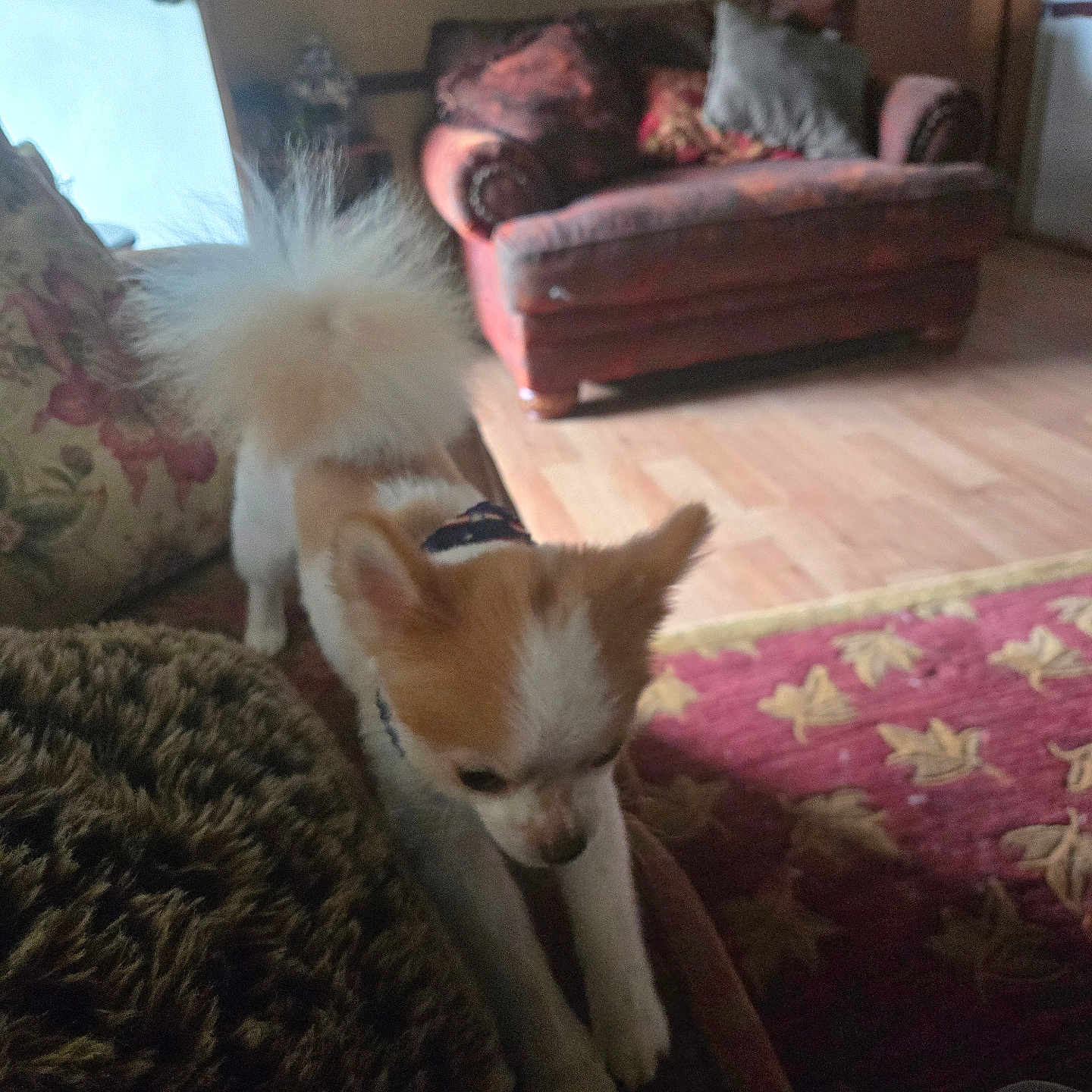 Fee Fe joined the competition — help win amazing prizes! animal, blanket, canine, carpet, couch, cozy, cute, dog, door, fluffy_tail, furniture, home, indoor, living_room, pet, pillow, relaxing, small_dog, stretching, wood_floor