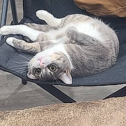 Shithead joined the competition — help win amazing prizes! big_eyes, carpet, cat, chair, close_up, cushion, feline, folding_chair, fur, indoor, lying_down, pet, pillow, pink_nose, portrait, relaxed, tabby, upside_down, whiskers, wood_floor