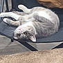 big_eyes, carpet, cat, chair, close_up, cushion, feline, folding_chair, fur, indoor, lying_down, pet, pillow, pink_nose, portrait, relaxed, tabby, upside_down, whiskers, wood_floor