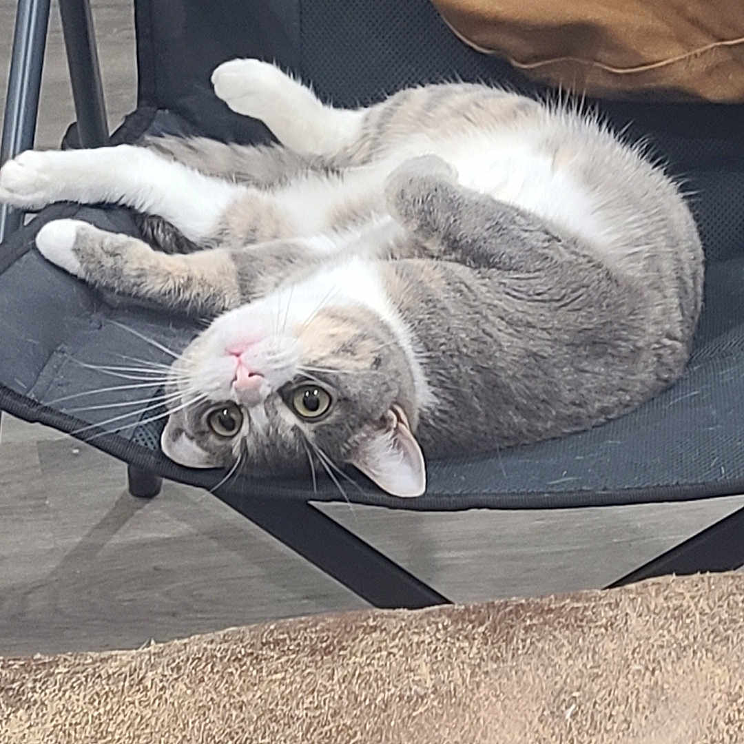 Shithead joined the competition — help win amazing prizes! big_eyes, carpet, cat, chair, close_up, cushion, feline, folding_chair, fur, indoor, lying_down, pet, pillow, pink_nose, portrait, relaxed, tabby, upside_down, whiskers, wood_floor
