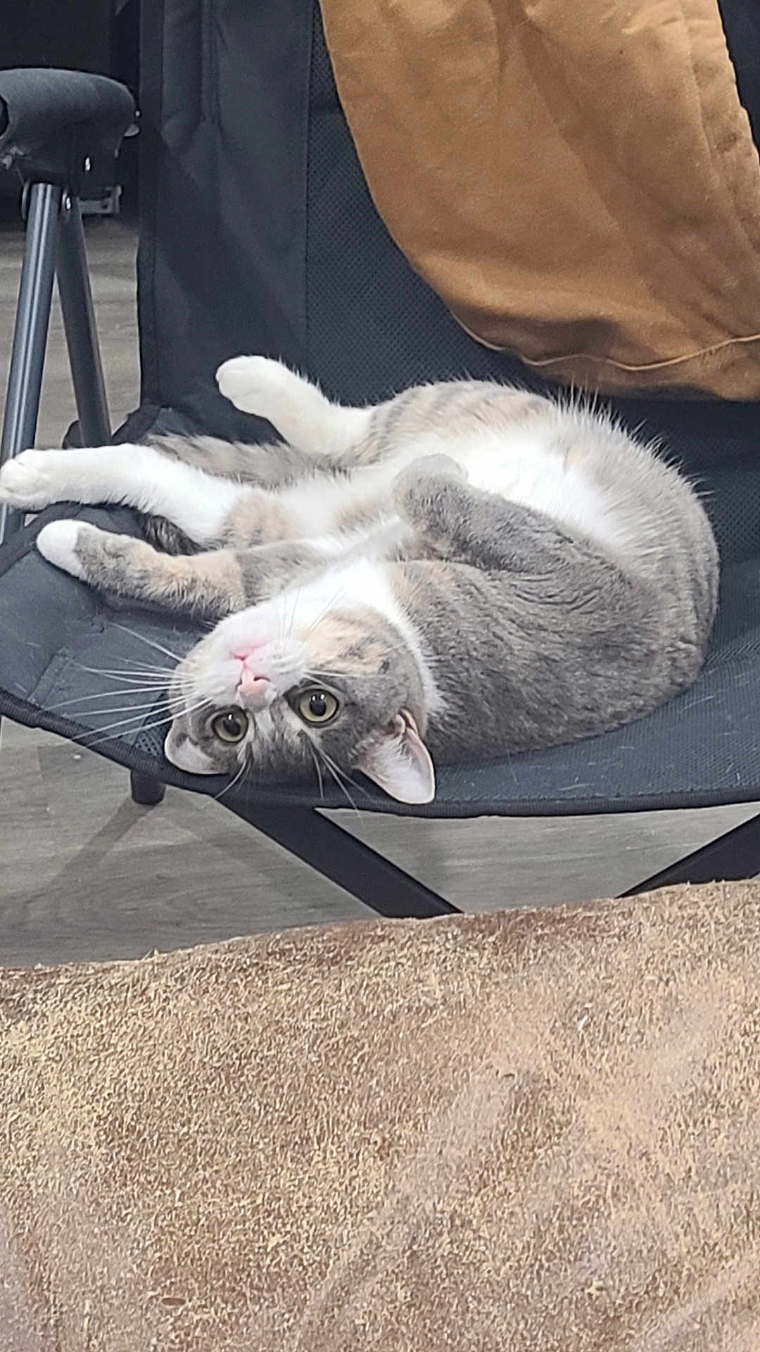 Shithead joined the competition — help win amazing prizes! big_eyes, carpet, cat, chair, close_up, cushion, feline, folding_chair, fur, indoor, lying_down, pet, pillow, pink_nose, portrait, relaxed, tabby, upside_down, whiskers, wood_floor