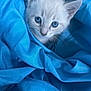 kitten, cat, blue_fabric, blanket, close_up, portrait, whiskers, blue_eyes, fur, ears, indoor, bedding, cozy, soft_texture, playful, adorable, staring, pet, small_animal, wrapped