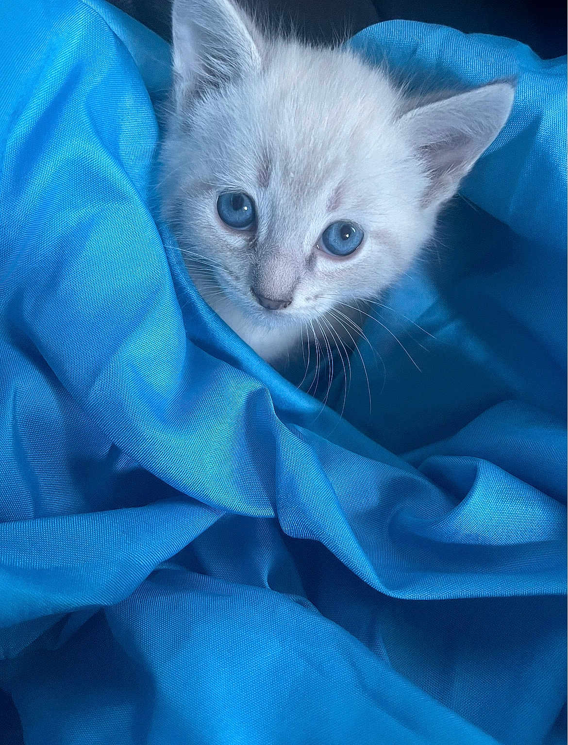 Whiskers is registered to the contest to win money with this photo: kitten, cat, blue_fabric, blanket, close_up, portrait, whiskers, blue_eyes, fur, ears, indoor, bedding, cozy, soft_texture, playful, adorable, staring, pet, small_animal, wrapped