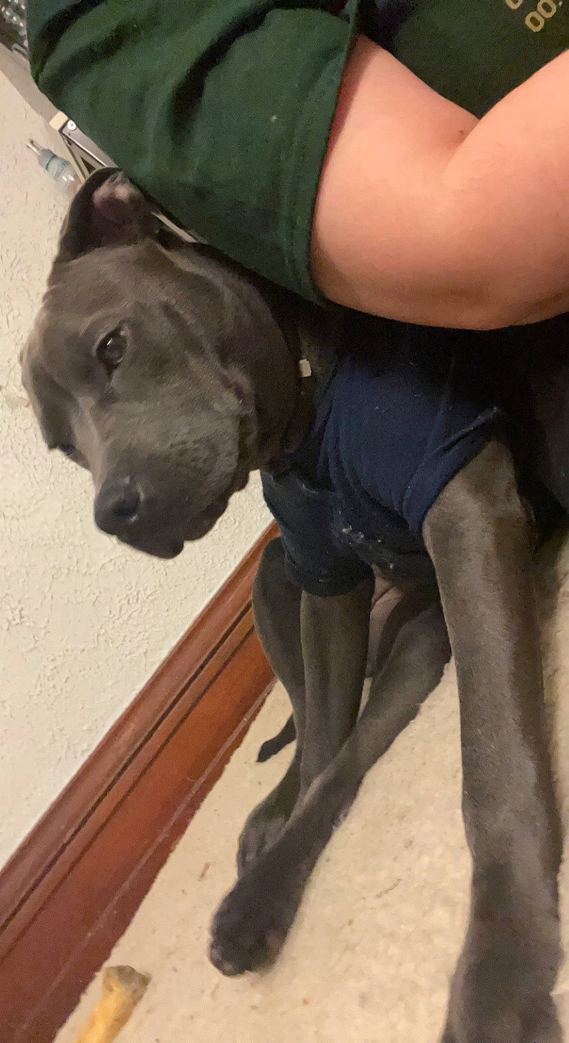 Dutch joined the competition — help win amazing prizes! borador, canidae, carnivore, collar, companion_dog, dog, dog_breed, dog_collar, fashion_accessory, fawn, fur, guard_dog, gun_dog, liver, personal_protective_equipment, pet_supply, snout, sporting_group, working_animal, working_dog