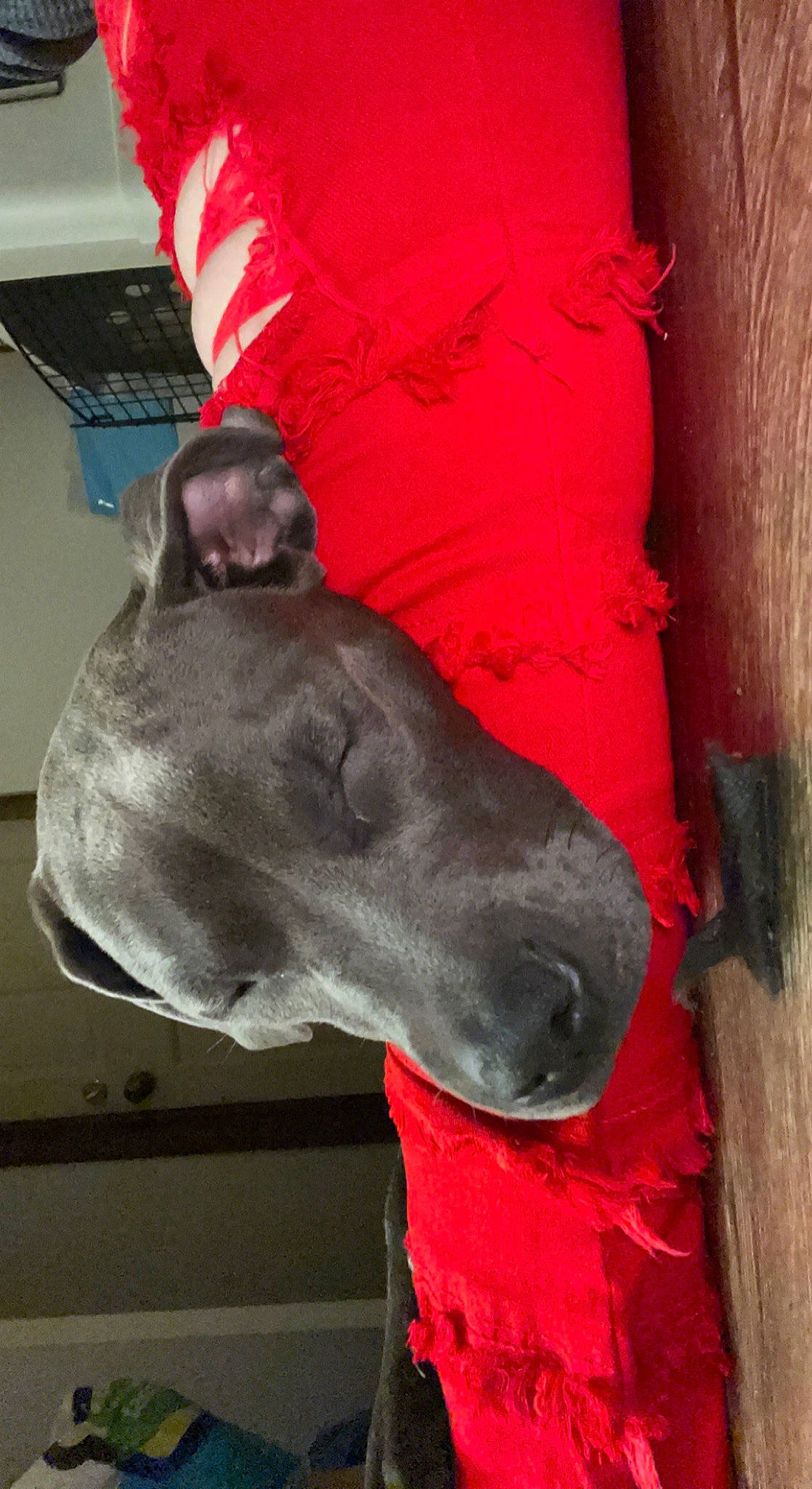 Dutch joined the competition — help win amazing prizes! canidae, carmine, carnivore, collar, dog, dog_breed, fashion_accessory, fawn, grey, guard_dog, liver, magenta, mexican_hairless_dog, non_sporting_group, rampur_greyhound, snout, sporting_group, terrestrial_animal, working_animal