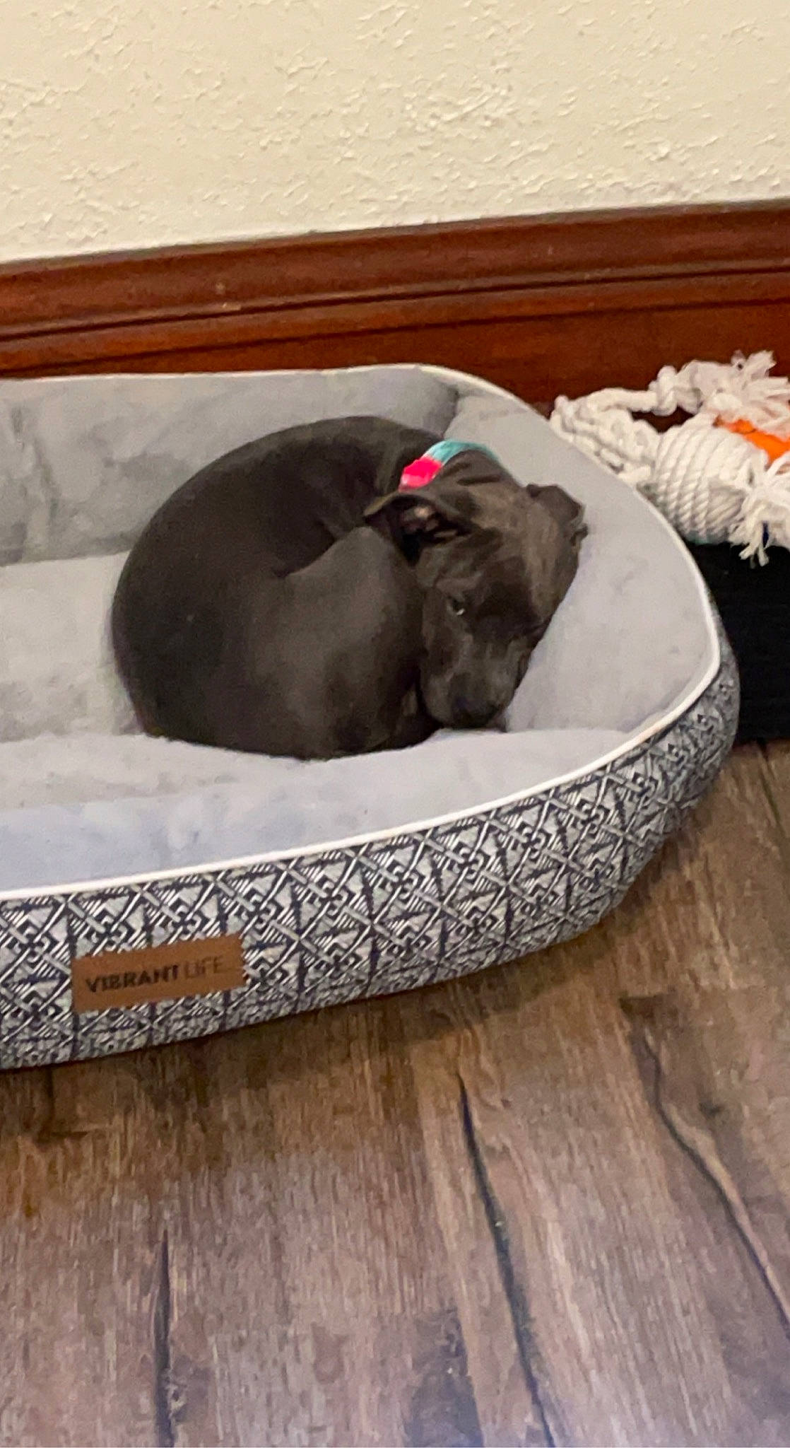 Dutch joined the competition — help win amazing prizes! carnivore, cat_bed, cat_supply, comfort, companion_dog, dog_bed, dog_breed, fawn, felidae, flooring, grey, hardwood, linens, liver, pet_supply, small_to_medium_sized_cats, sporting_group, tail, wood, working_animal