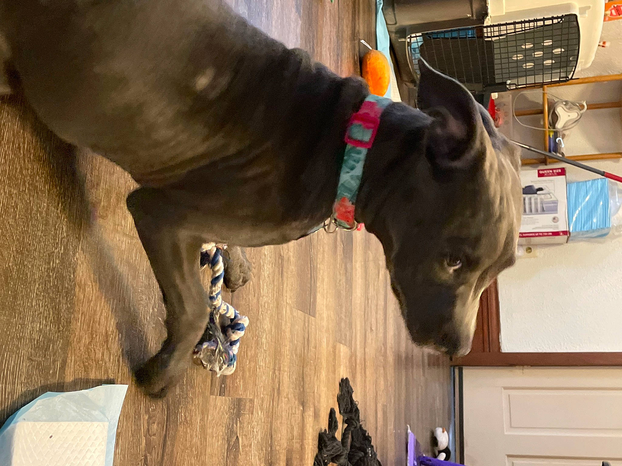 Dutch joined the competition — help win amazing prizes! blue, canidae, carnivore, collar, companion_dog, dog, dog_breed, dog_collar, dog_supply, ear, fawn, fur, guard_dog, liver, pet_supply, snout, sporting_group, tail, whiskers, working_animal