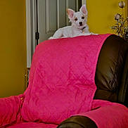 Sandra Joyce joined the competition — help win amazing prizes! dog, white_dog, chair, pink_blanket, indoor, pet, furniture, yellow_wall, door, relaxing, small_dog, home, cozy, decor, quilted_blanket, ears, collar, pet_indoor, resting, living_room