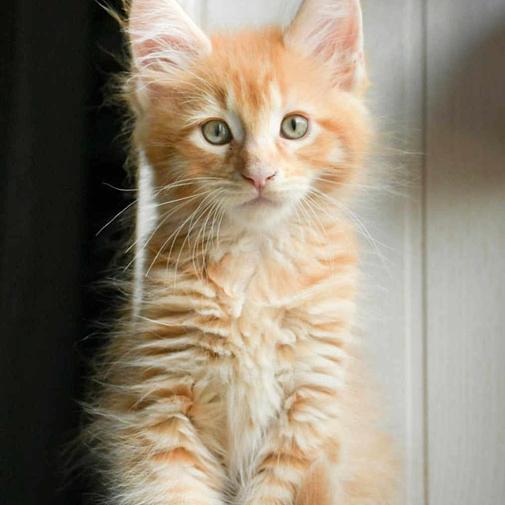 Alaska participe au concours pour gagner de l'argent avec cette photo : animal, cat, curious, cute, ears, eyes, feline, fluffy, fur, indoor, kitten, natural_light, orange_tabby, pet, portrait, sitting, soft_light, whiskers, window, young