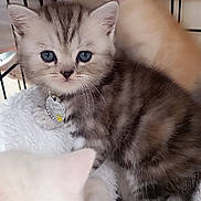 Adjĩ participe au concours pour gagner de l'argent avec cette photo : kitten, cat, pets, cute, furry, blue_eyes, cage, collar, tag, striped, white_fur, orange_fur, closeup, indoor, animal, young, soft, resting, snuggle, playful