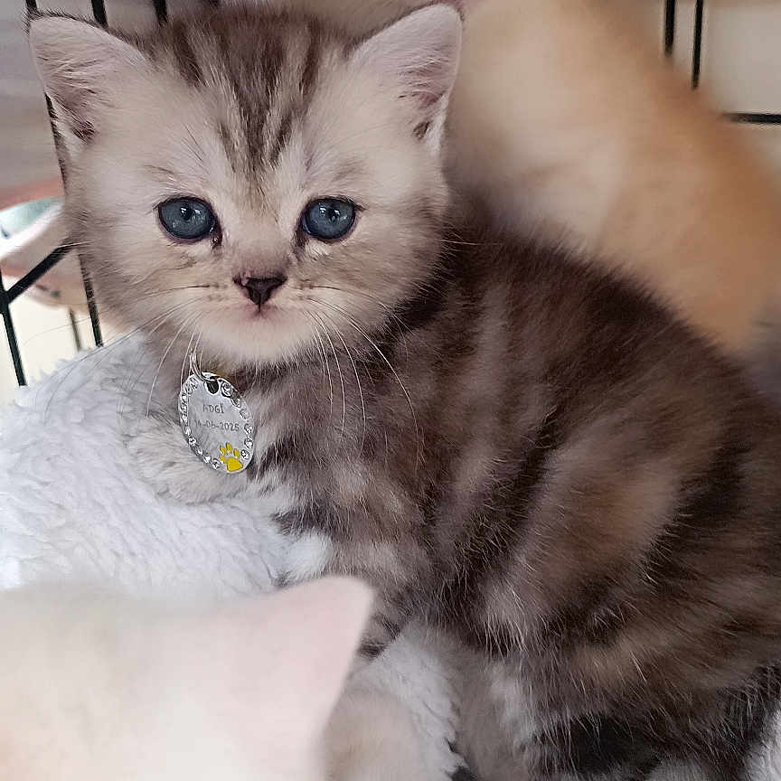 Adjĩ participe au concours pour gagner de l'argent avec cette photo : animal, blue_eyes, cage, cat, closeup, collar, cute, furry, indoor, kitten, orange_fur, pets, playful, resting, snuggle, soft, striped, tag, white_fur, young