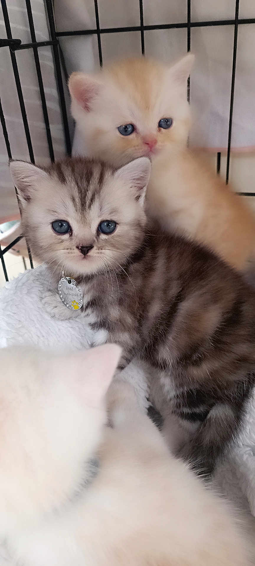 Adjĩ participe au concours pour gagner de l'argent avec cette photo : kitten, cat, pets, cute, furry, blue_eyes, cage, collar, tag, striped, white_fur, orange_fur, closeup, indoor, animal, young, soft, resting, snuggle, playful
