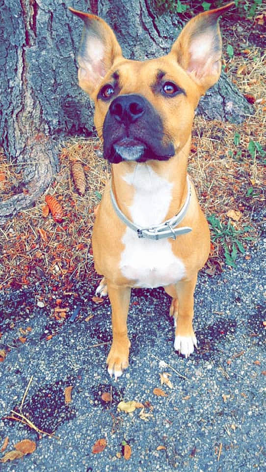 Naya a rejoint le concours — aidez-le/la à gagner de superbes lots ! american_pit_bull_terrier, ancient_dog_breeds, canidae, carnivore, companion_dog, dog, dog_breed, fawn, french_bulldog, mammal, non_sporting_group, rare_breed_dog, snout, staffordshire_bull_terrier, toy_bulldog, vertebrate