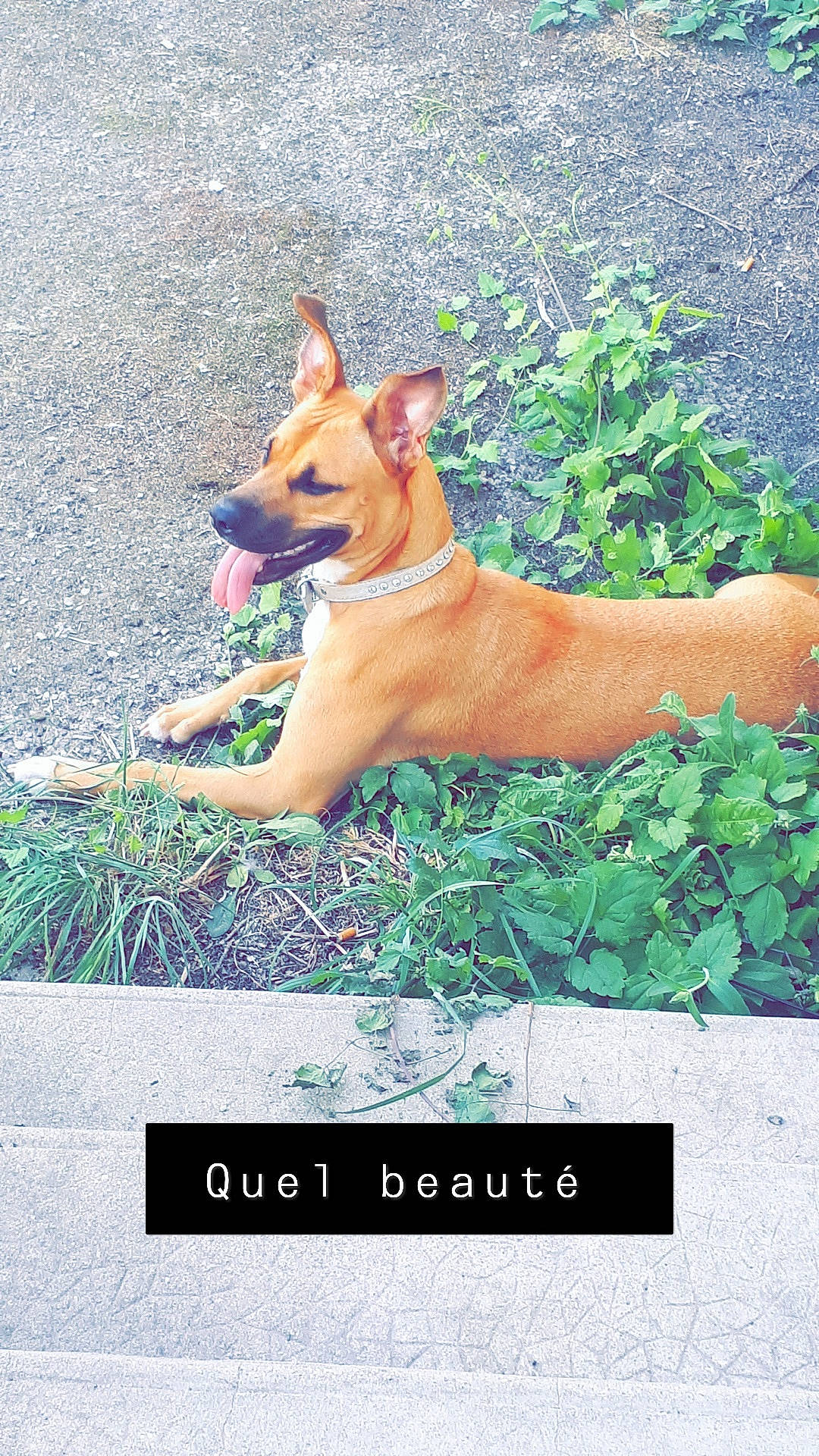 Naya a rejoint le concours — aidez-le/la à gagner de superbes lots ! ancient_dog_breeds, canidae, carnivore, carolina_dog, dog, dog_breed, fawn, grass, mammal, pariah_dog, street_dog, thai_ridgeback