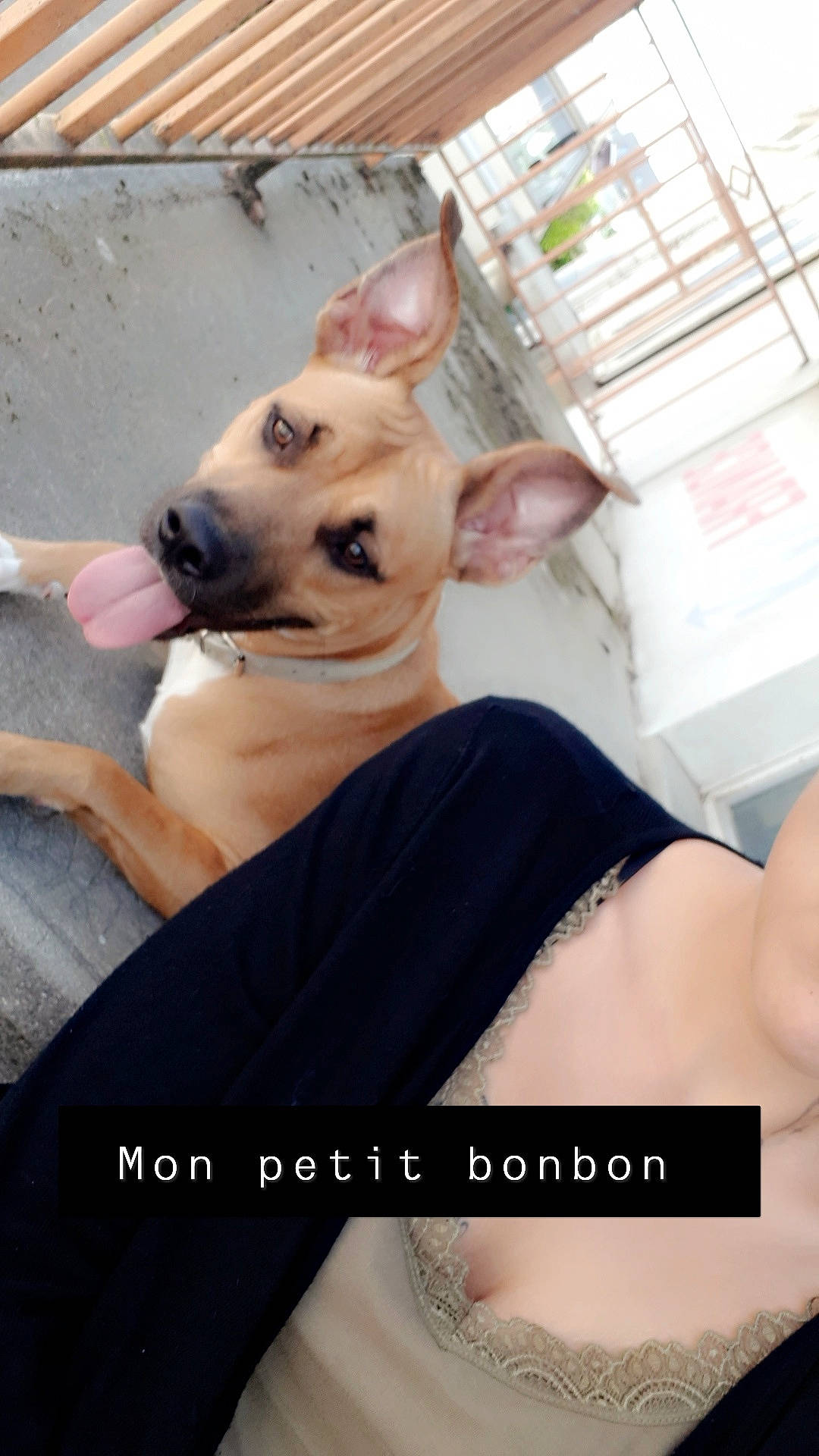 Naya a rejoint le concours — aidez-le/la à gagner de superbes lots ! black_mouth_cur, canidae, carnivore, chihuahua, companion_dog, dog, dog_breed, ear, fawn, mammal, non_sporting_group, photo_caption, snout, street_dog