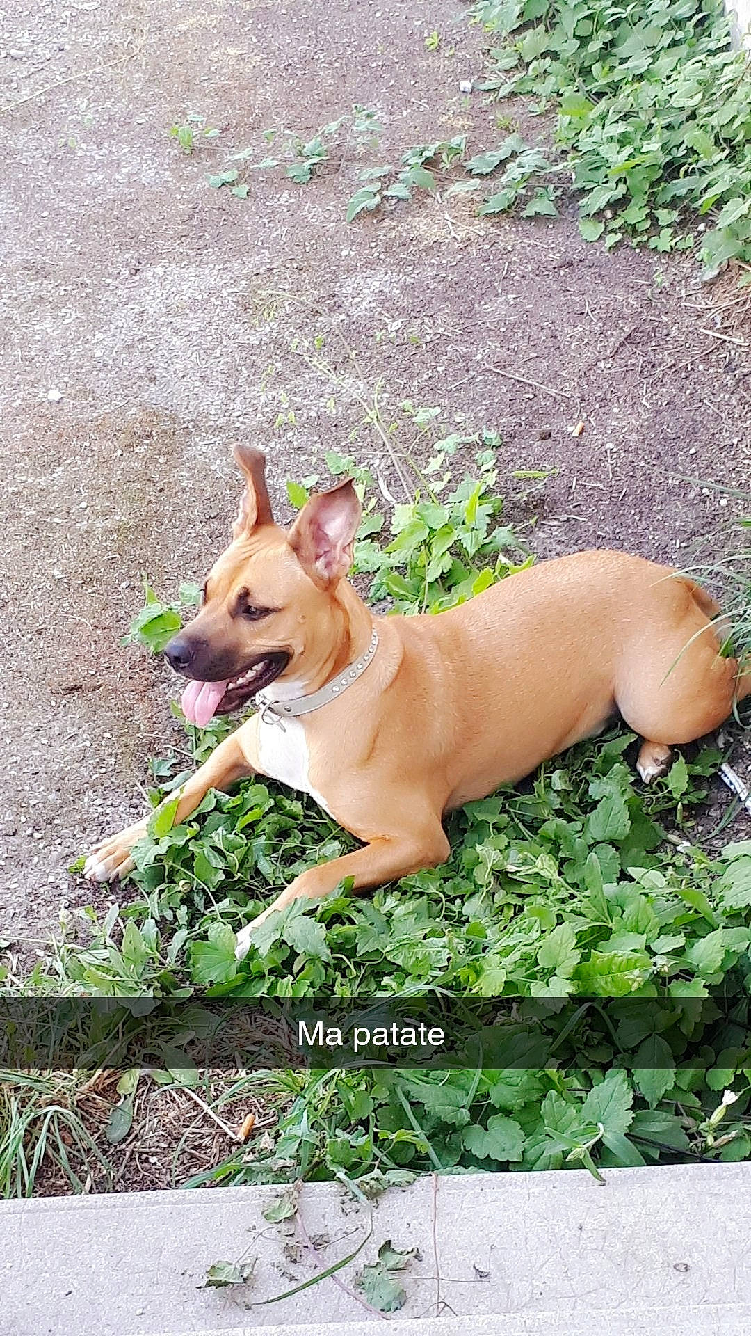 Naya participe au concours pour gagner de l'argent avec cette photo : canidae, carnivore, carolina_dog, companion_dog, dog, dog_breed, fawn, grass, mammal, new_guinea_singing_dog, pariah_dog, vertebrate