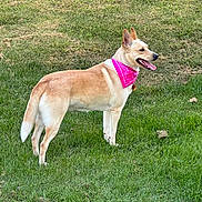 Baylee joined the competition — help win amazing prizes! accessories, animal, canine, chihuahua, collar, dog, field, grass, grassland, harness, hound, husky, lawn, leash, nature, outdoors, pet, plant, strap, whitedog