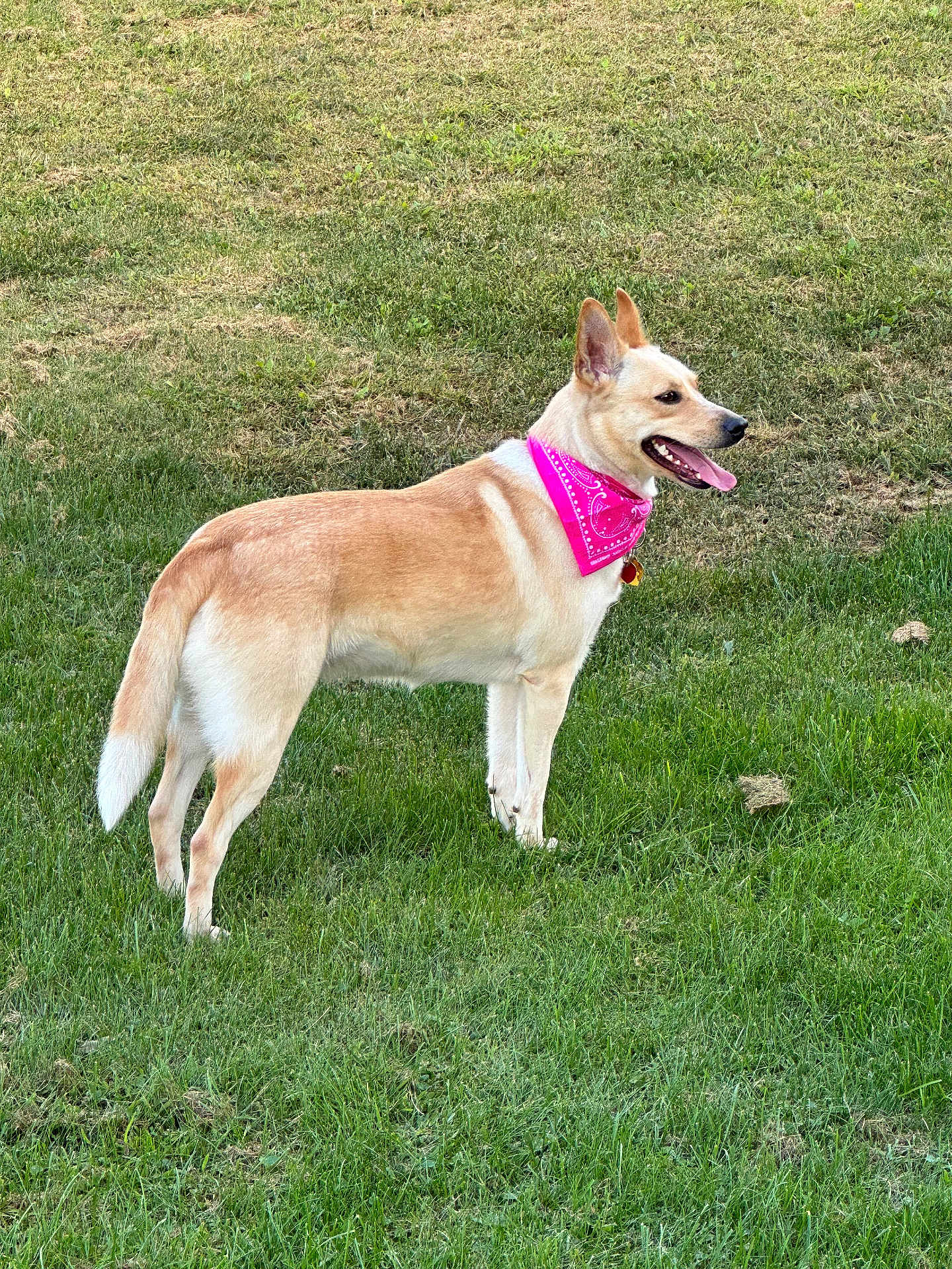 Baylee joined the competition — help win amazing prizes! accessories, animal, canine, chihuahua, collar, dog, field, grass, grassland, harness, hound, husky, lawn, leash, nature, outdoors, pet, plant, strap, whitedog