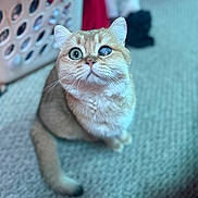 Dave joined the competition — help win amazing prizes! cat, ginger_cat, pet, animal, feline, portrait, closeup, sitting, carpet, indoors, home, laundry, basket, blue_tint, whiskers, ears, eyes, looking_at_camera, short_hair, cute