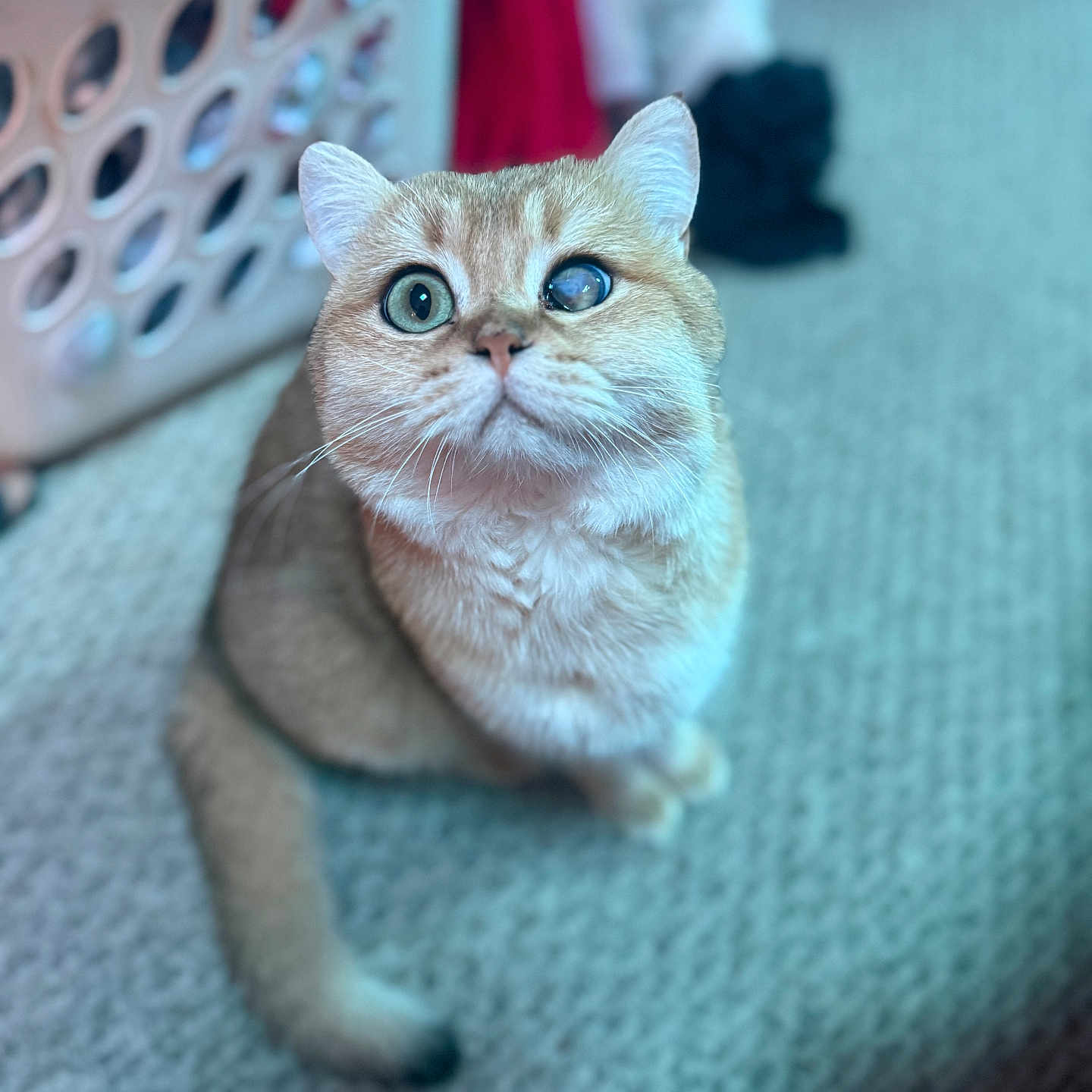 Dave joined the competition — help win amazing prizes! cat, ginger_cat, pet, animal, feline, portrait, closeup, sitting, carpet, indoors, home, laundry, basket, blue_tint, whiskers, ears, eyes, looking_at_camera, short_hair, cute