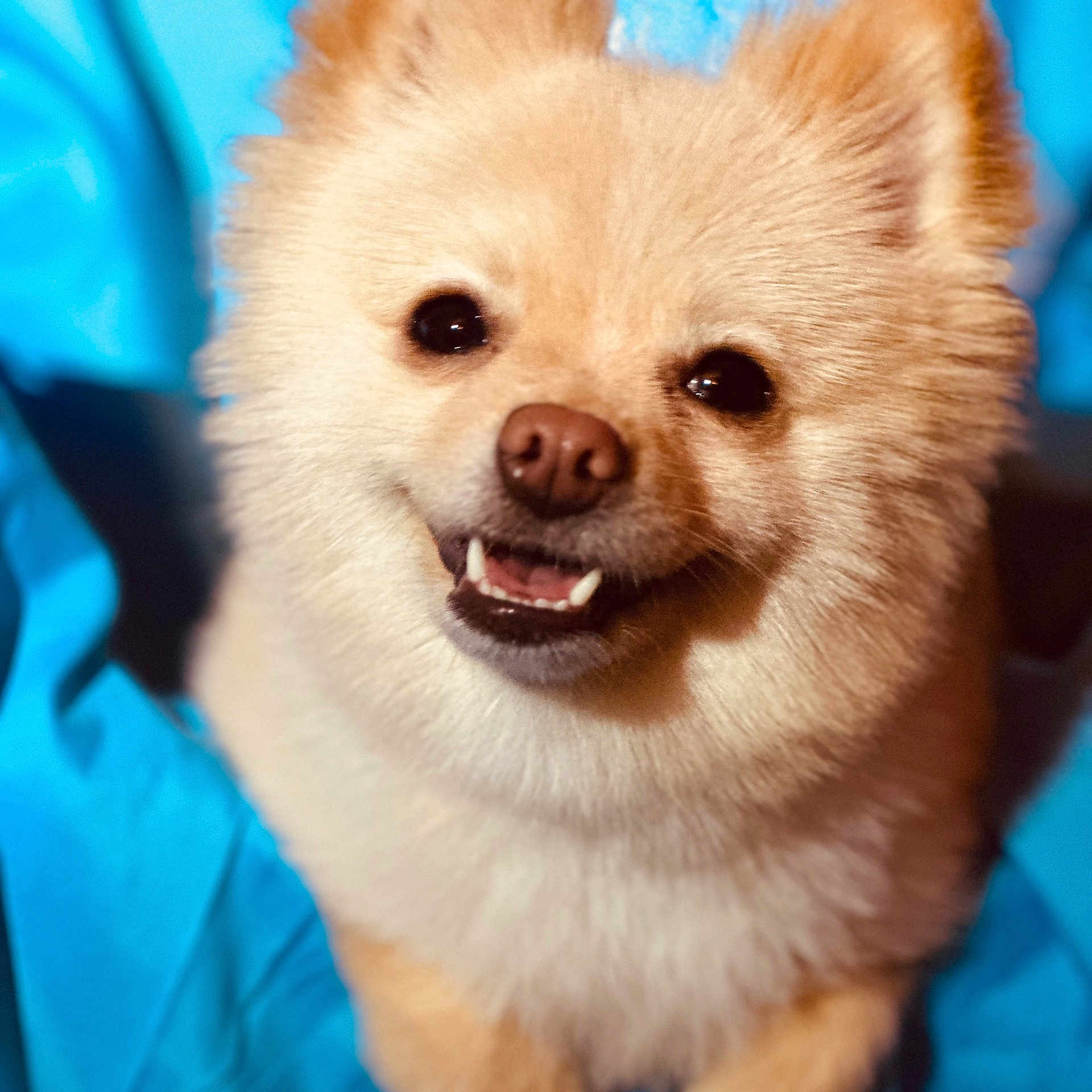 Pebbles joined the competition — help win amazing prizes! animal, bodypart, boy, canine, child, dog, eskimodog, male, mouth, person, pet, puppy, snout, teeth, whitedog