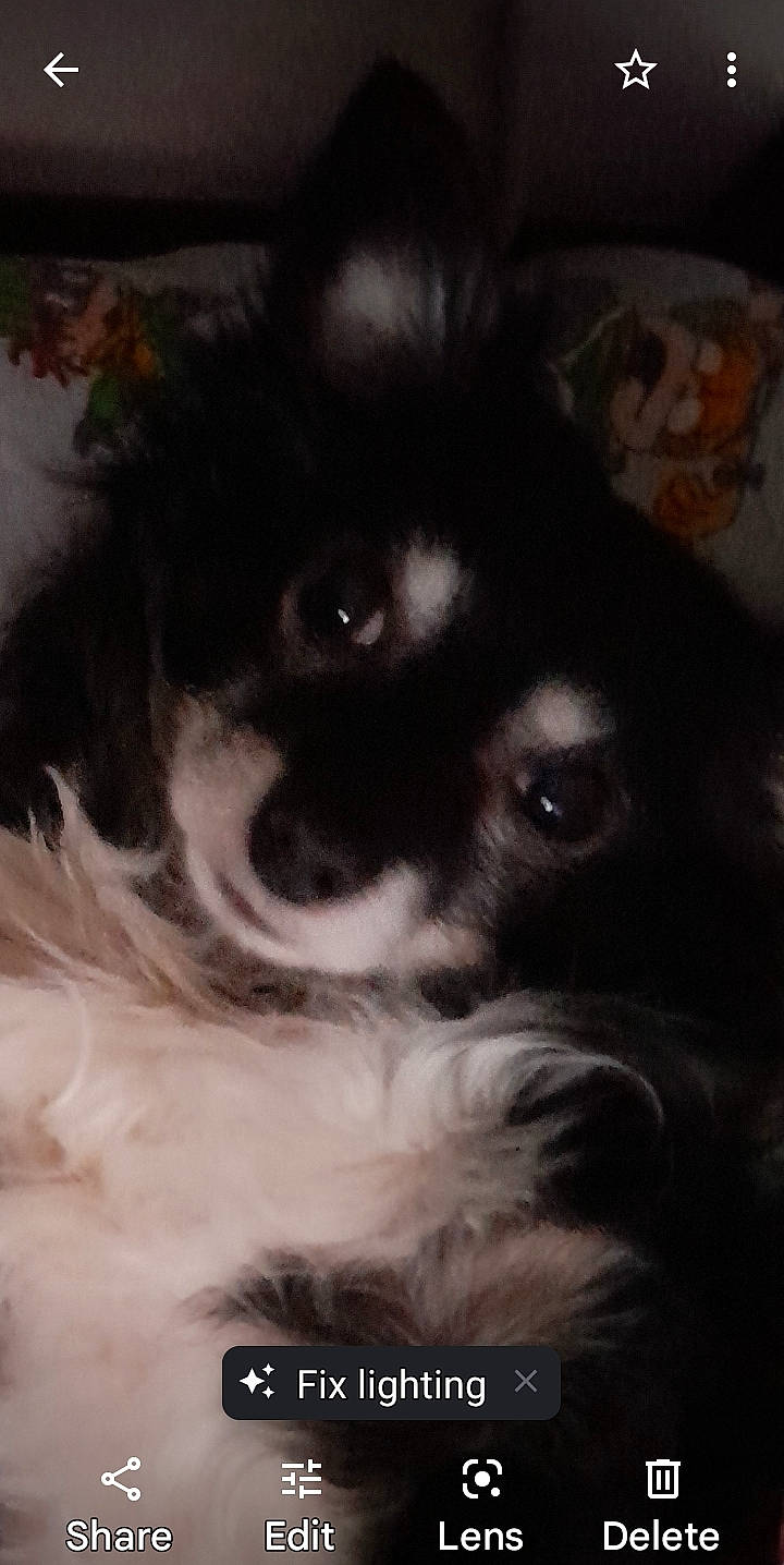 Oreo joined the competition — help win amazing prizes! canidae, carnivore, cloud, companion_dog, darkness, dog, dog_breed, fur, monochrome, monochrome_photography, non_sporting_group, snout, sporting_group, tints_and_shades, toy_dog, whiskers, working_animal, working_dog