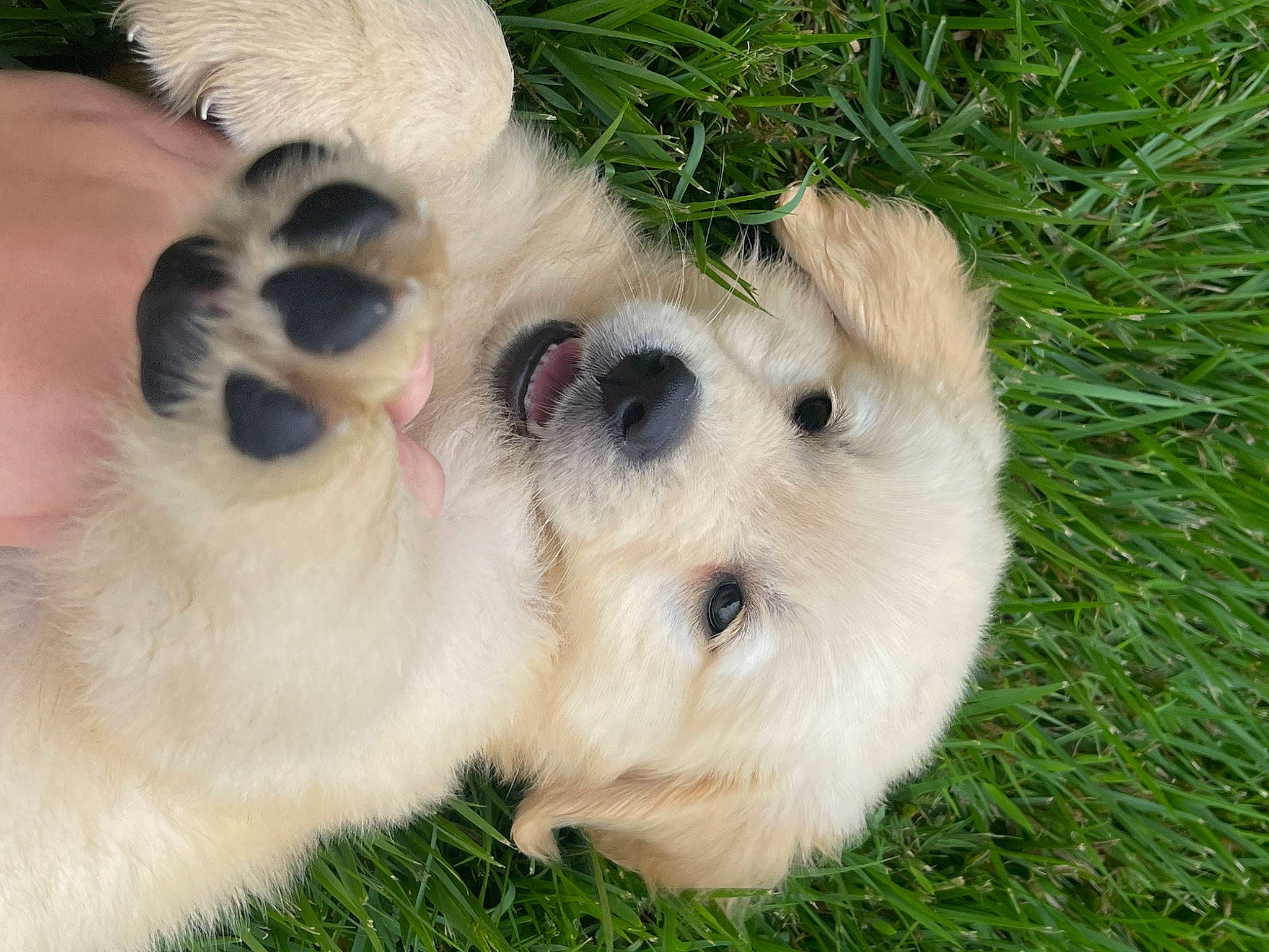 Cash joined the competition — help win amazing prizes! canidae, carnivore, companion_dog, dog, dog_breed, fawn, felidae, fur, grass, groundcover, paw, plant, rabbits_and_hares, snout, sporting_group, stuffed_toy, terrestrial_animal, toy, toy_dog, whiskers