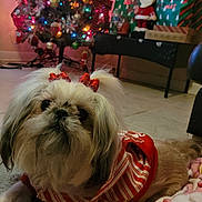 Mia is registered to the contest to win money with this photo: dog, pet, christmas_tree, holiday, decorations, lights, gift_boxes, indoor, blanket, floor, festive, bow, clothing, cute, cozy, animal, small_dog, fur, holiday_season, toy