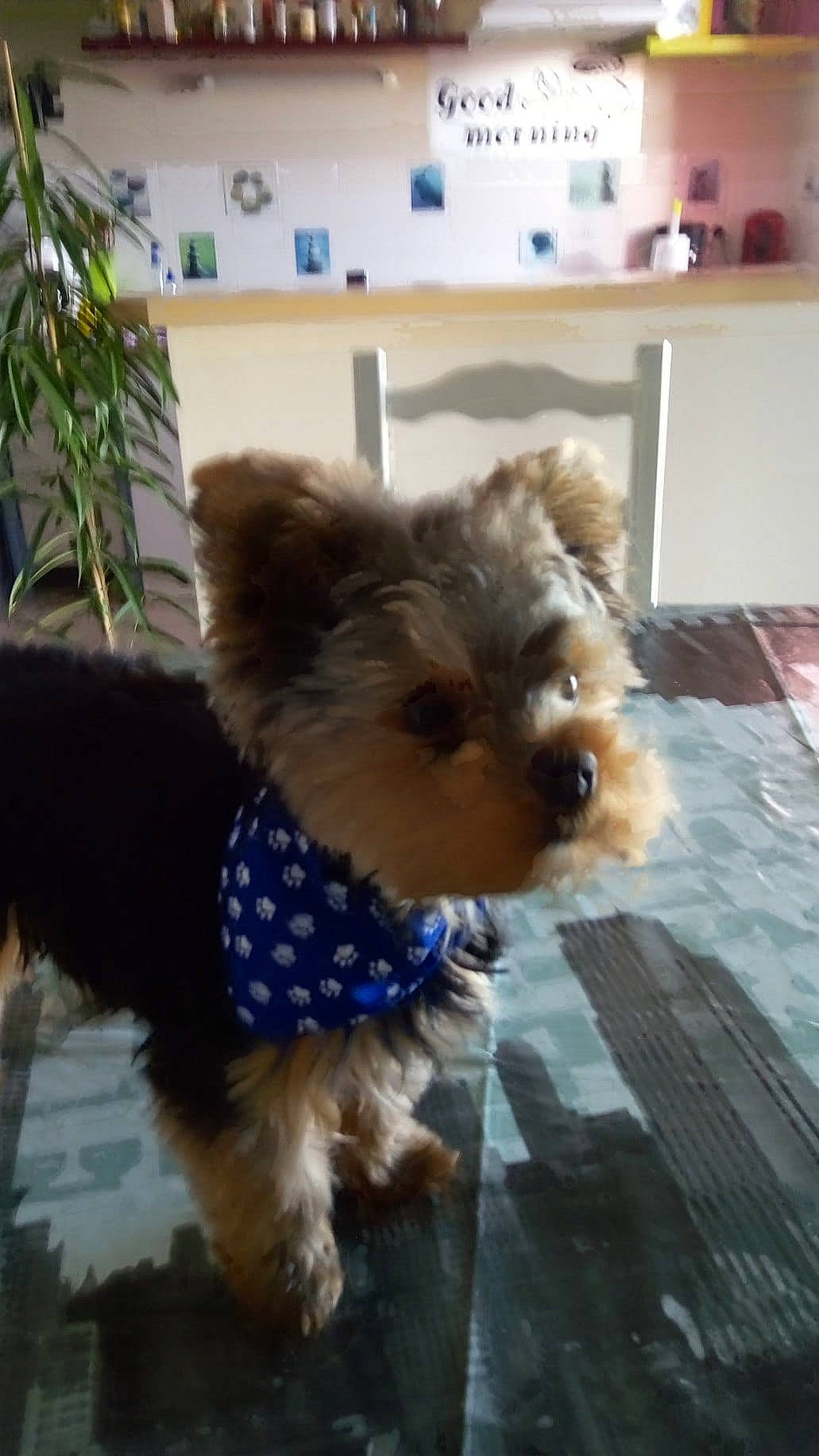 Odie a rejoint le concours — aidez-le/la à gagner de superbes lots ! australian_silky_terrier, australian_terrier, canidae, carnivore, companion_dog, dog, dog_breed, dog_clothes, maltepoo, mammal, morkie, puppy, rare_breed_dog, small_terrier, snout, terrier, toy_dog, vertebrate, yorkipoo, yorkshire_terrier