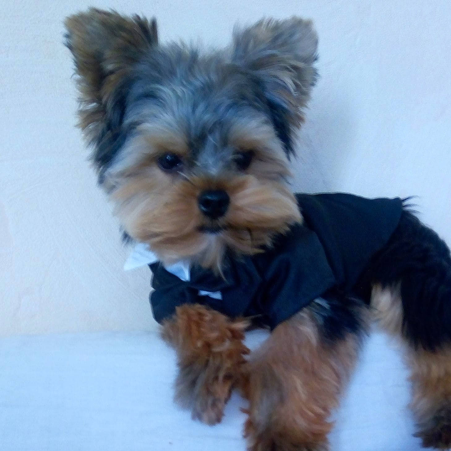 Odie a rejoint le concours — aidez-le/la à gagner de superbes lots ! australian_silky_terrier, biewer_terrier, canidae, carnivore, companion_dog, dog, dog_breed, dog_clothes, maltepoo, mammal, morkie, puppy, rare_breed_dog, small_terrier, snout, terrier, toy_dog, vertebrate, yorkipoo, yorkshire_terrier