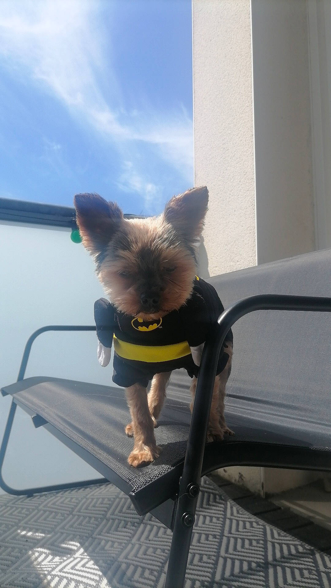 Odie participe au concours pour gagner de l'argent avec cette photo : canidae, carnivore, cloud, comfort, companion_dog, dog, dog_breed, fawn, felidae, leisure, outdoor_furniture, sky, small_to_medium_sized_cats, snout, sporting_group, tail, toy_dog, whiskers, window, working_animal