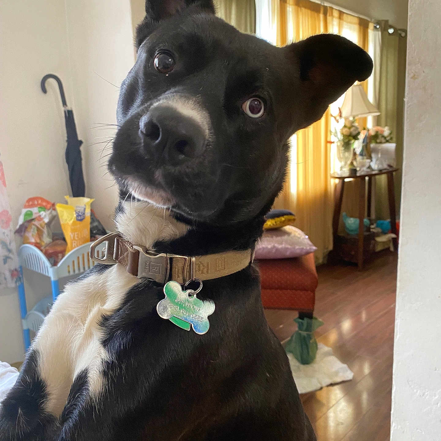 Shadow joined the competition — help win amazing prizes! black_and_white, close_up, collar, curious, curtains, cushion, decor, dog, ears, expression, fur, furniture, home, indoor, lamp, living_room, pet, tag, umbrella, wooden_floor