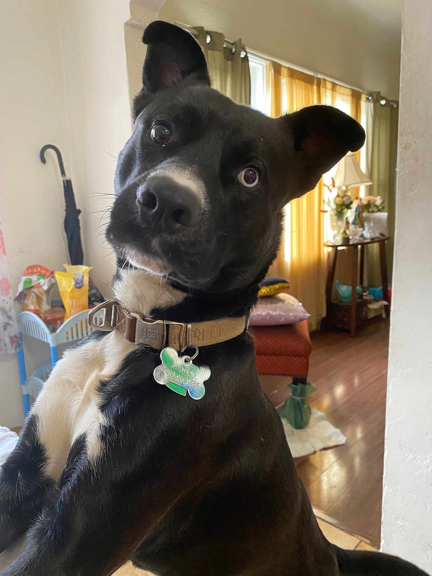 Shadow joined the competition — help win amazing prizes! dog, black_and_white, pet, indoor, curious, collar, tag, ears, fur, close_up, expression, home, living_room, furniture, lamp, curtains, wooden_floor, umbrella, cushion, decor