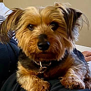 Chipper is registered to the contest to win money with this photo: animal, black_fur, brown_fur, casual_clothing, close_up, collar, companion, cute, dog, domestic_animal, fur, indoor, lap, legs, person, pet, portrait, relaxed, resting, small_dog