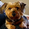 animal, black_fur, brown_fur, casual_clothing, close_up, collar, companion, cute, dog, domestic_animal, fur, indoor, lap, legs, person, pet, portrait, relaxed, resting, small_dog