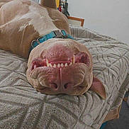 Jaxson joined the competition — help win amazing prizes! animal, bed, blanket, canine, closeup, collar, cozy, cute, dog, fur, indoor, nose, pet, playful, relaxed, resting, sleepy, smiling, teeth, upside_down