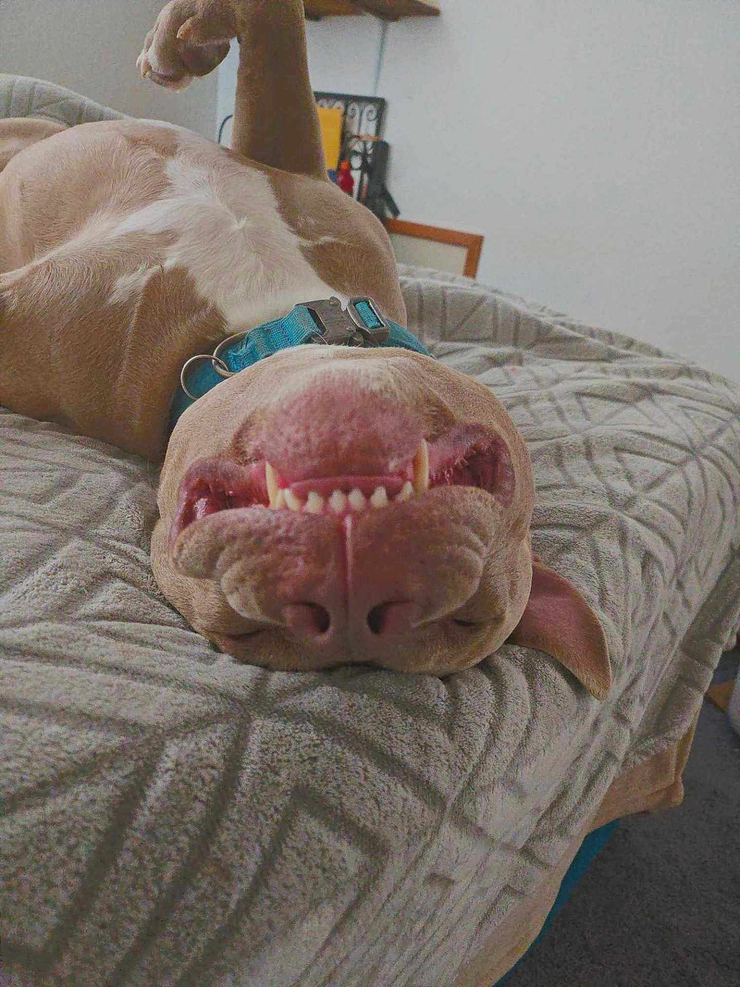 Jaxson