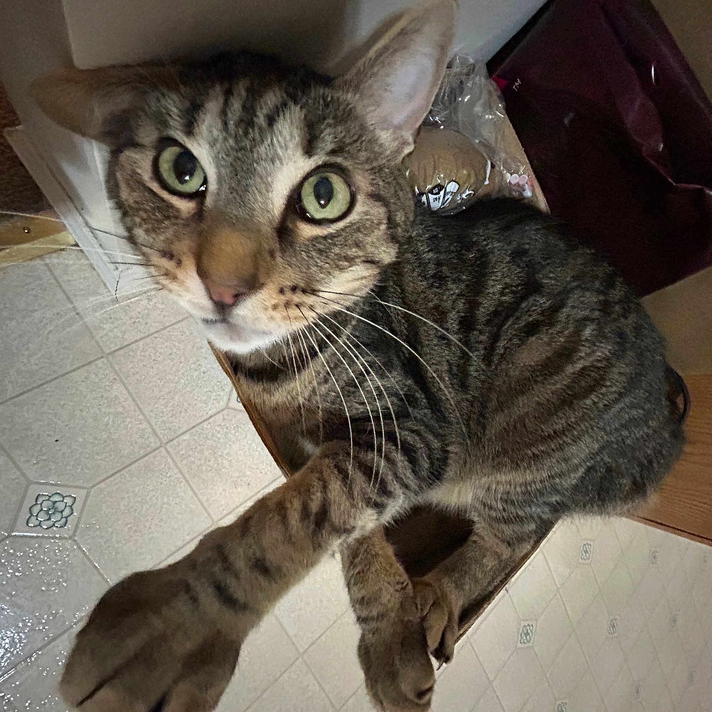 Tiggy is registered to the contest to win money with this photo: abyssinian, animal, architecture, bag, box, building, cat, couch, egyptiancat, furniture, hardwood, indoors, kitten, livingroom, manx, pet, room, slate, table, wood