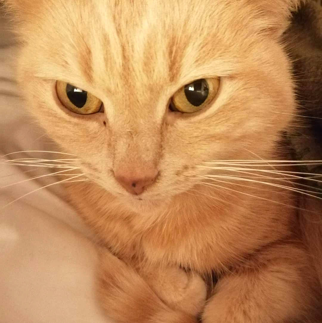 Meï participe au concours pour gagner de l'argent avec cette photo : carnivore, cat, close_up, comfort, domestic_short_haired_cat, ear, eye, fawn, felidae, fur, hair, head, human_body, iris, nose, paw, small_to_medium_sized_cats, snout, whiskers, window