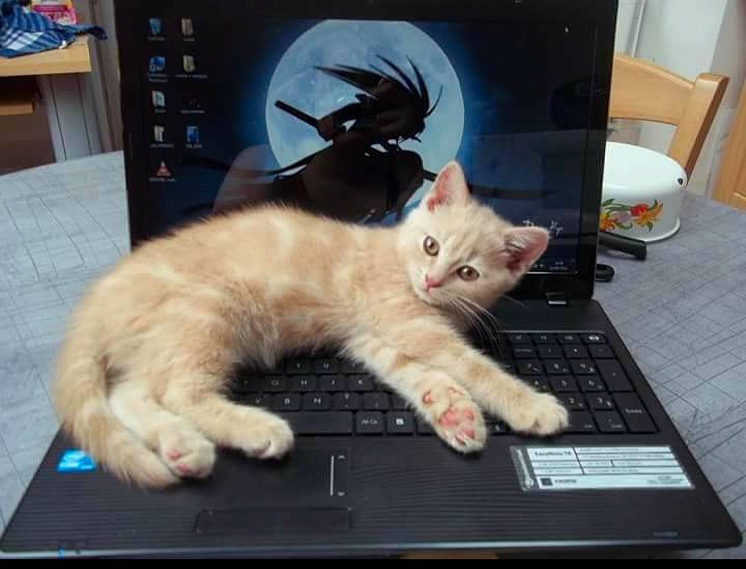 Meï participe au concours pour gagner de l'argent avec cette photo : cabinetry, carnivore, cat, comfort, computer, desktop_computer, electronic_device, felidae, gadget, home_appliance, input_device, kitchen_appliance, lap, laptop, personal_computer, small_to_medium_sized_cats, tail, technology, touchpad, whiskers