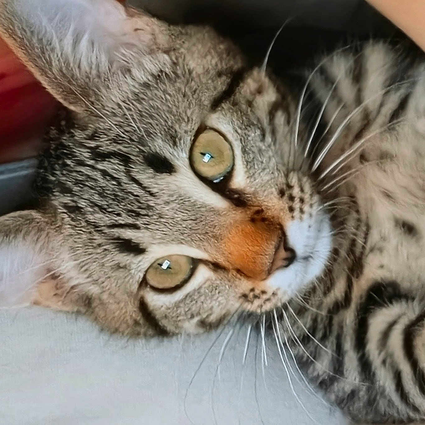 Cricket is registered to the contest to win money with this photo: cat, tabby_cat, close_up, golden_eyes, whiskers, feline, fur, striped_fur, nose, animal, pet, portrait, lying_down, indoors, cozy, orange_nose, green_eyes, face, macro_photography, relaxed